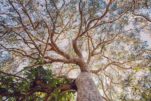 Forest Bathing  - Decor Prints by Cherie Morton of Reimagined Images on the Mid North Coast, NSW