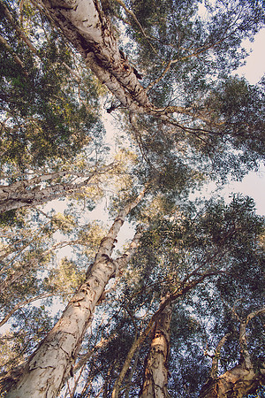 Forest Bathing  - Decor Prints by Cherie Morton of Reimagined Images on the Mid North Coast, NSW
