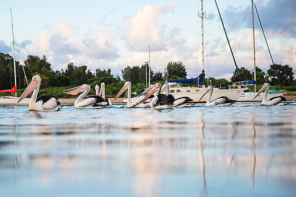 1193 Hastings foreshore Photo For Sale