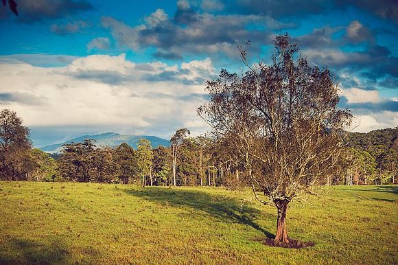 Hastings Hinterland Photos by Chere Morton of Reimagined Images, NSW, Australia