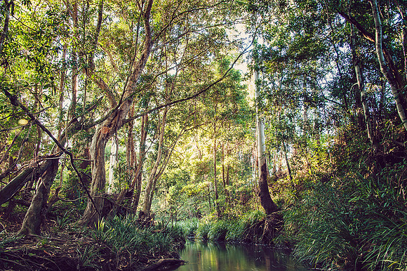 Hastings Hinterland Photos by Chere Morton of Reimagined Images, NSW, Australia