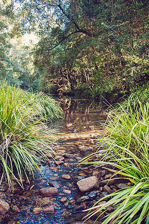 Hastings Hinterland Photos by Chere Morton of Reimagined Images, NSW, Australia