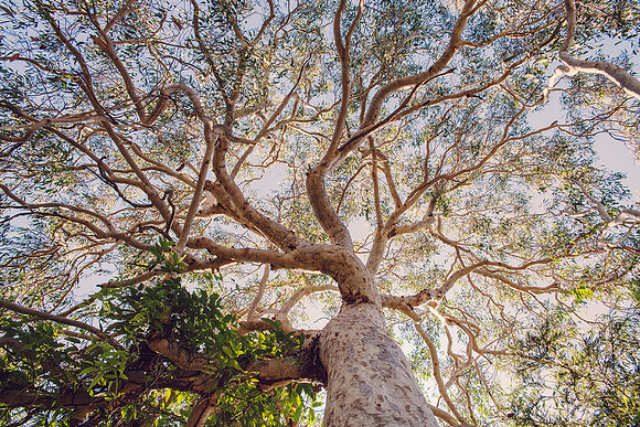Forest Bathing  - Decor Prints by Cherie Morton of Reimagined Images on the Mid North Coast, NSW