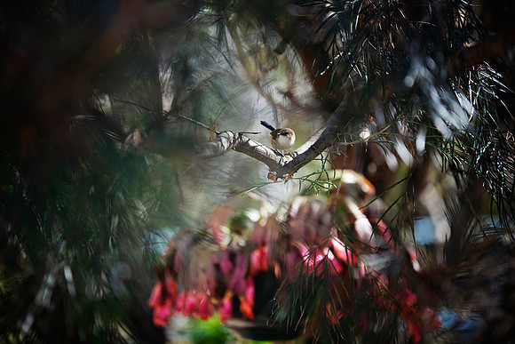 Documenting life 100th's of a second at a time - Port Macquarie - Images photographed  Cherie Morton