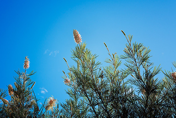Documenting life 100th's of a second at a time - Port Macquarie - Images photographed  Cherie Morton