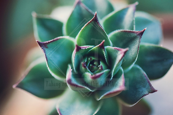 Emerald Echoes