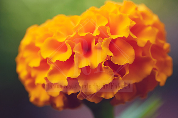 Floral Flourish