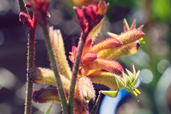 Botanical Rhapsody by Reimagined Images. All rights reserved.