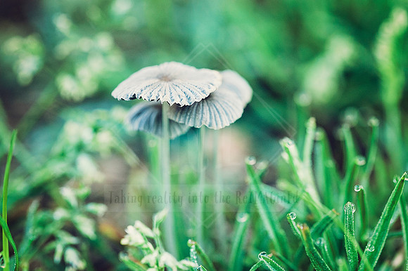 Delicate Dreamscape