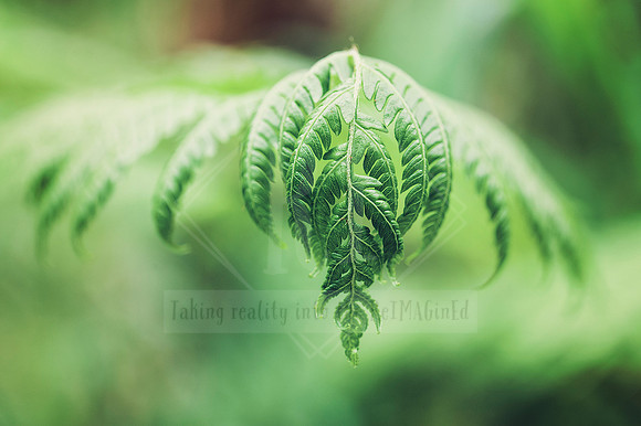 Fern Finesse