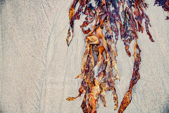 Dressed By The Sea -Coastal Aesthetic Design Prints. Port Macquarie