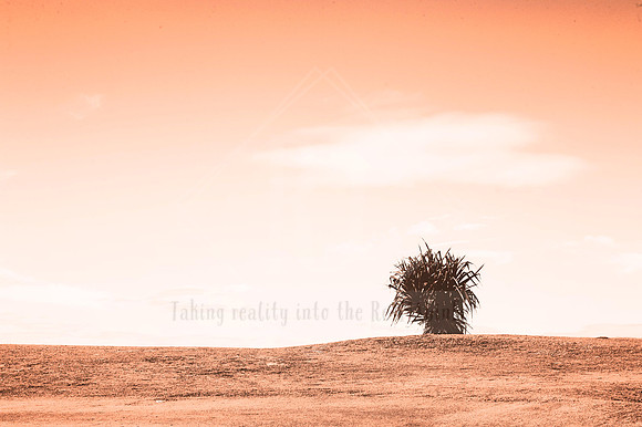 Calm Contours - In Peach Fuzz, limited offer, decor prints. Port Macquarie