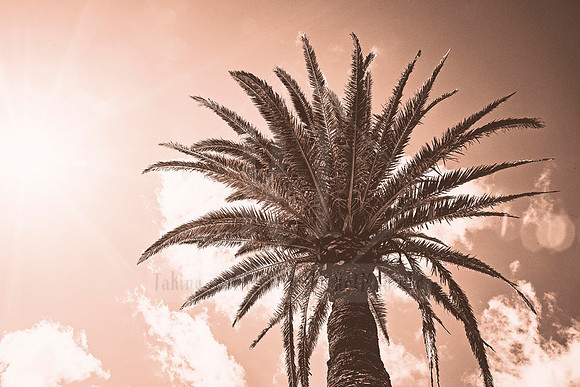 Firecracker - In Peach Fuzz, limited offer, decor prints. Port Macquarie