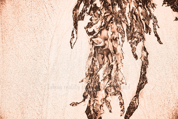 Dressed By The Sea - In Peach Fuzz, limited offer, decor prints. Port Macquarie