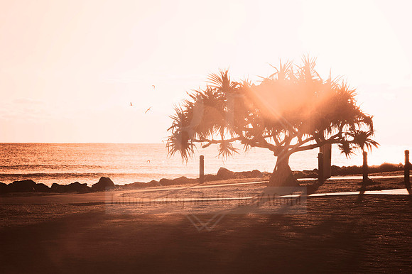 Creso - In Peach Fuzz, limited offer, decor prints. Port Macquarie
