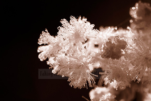 Ethereal Beauty - In Peach Fuzz, limited offer, decor prints. Port Macquarie