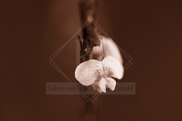 Delicate Dew - In Peach Fuzz, limited offer, decor prints. Port Macquarie