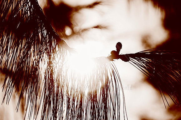 Backlight Dreams - In Peach Fuzz, limited offer, decor prints. Port Macquarie