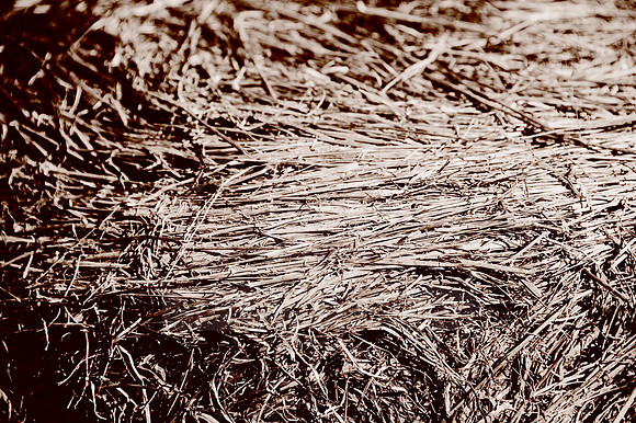 Crunchy - In Peach Fuzz, limited offer, decor prints. Port Macquarie