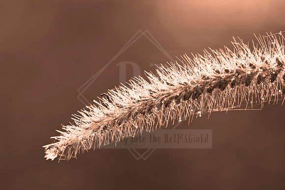 Clarity - In Peach Fuzz, limited offer, decor prints. Port Macquarie