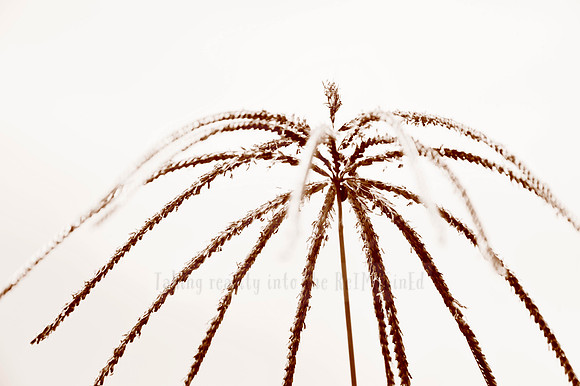 Delicate Days - In Peach Fuzz, limited offer, decor prints. Port Macquarie
