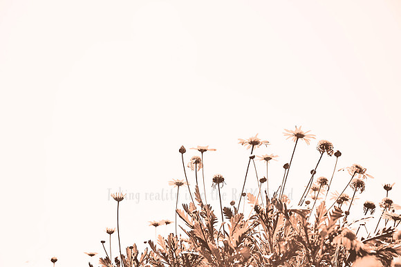 Daydreams - In Peach Fuzz, limited offer, decor prints. Port Macquarie