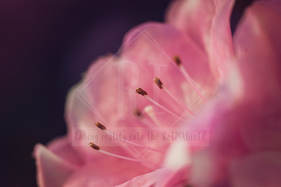 Floral Flourish