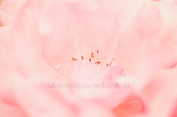 Dreaming in Flowers