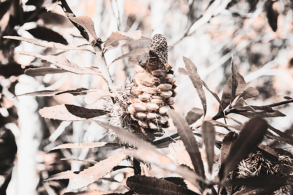 Fuzzed By Nature - In Peach Fuzz, limited offer, decor prints. Port Macquarie