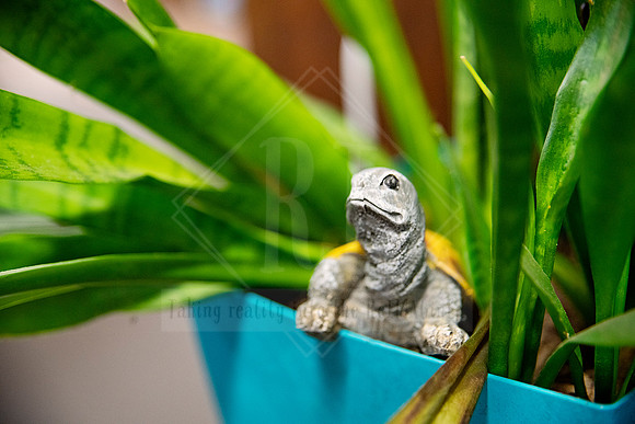 Ceramic lizard peeking from a blue pot among green leaves, quirky detail from Sunset Framing & Gallery.