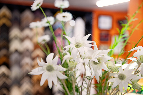 White flannel flowers in soft focus with frame shop wall in the background, from Sunset Framing & Gallery content session.