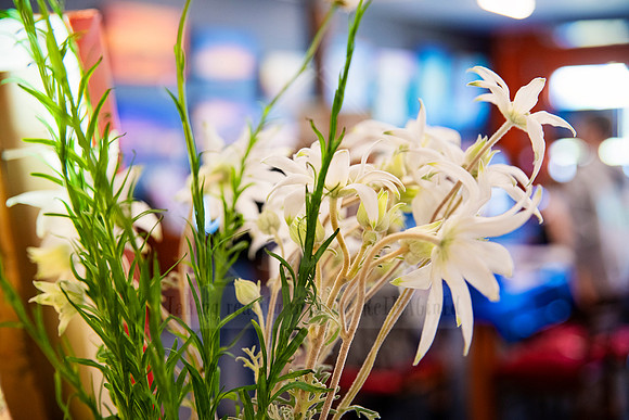 White native flannel flowers in a vase with soft bokeh background, styled floral shot taken at Sunset Framing & Gallery.