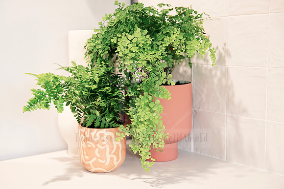 Trailing green fern in modern pink ceramic pot against white tiled wall.